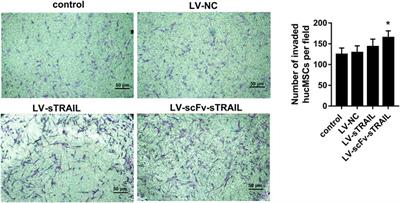 The inhibitory effect of human umbilical cord mesenchymal stem cells expressing anti-HAAH scFv-sTRAIL fusion protein on glioma